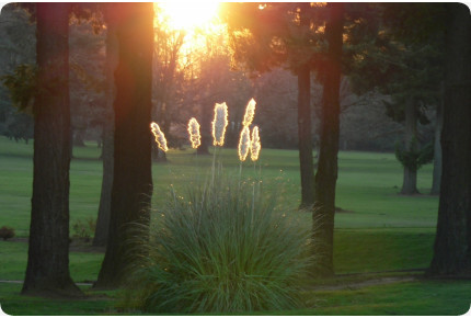 Amerikanisches Pampasgras